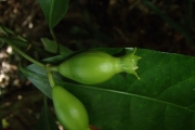 <strong>Calycodendron milnei - Ramon, Laurence - 35</strong><br />© Ramon, Laurence